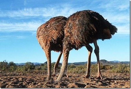 ostriches-head-in-sand